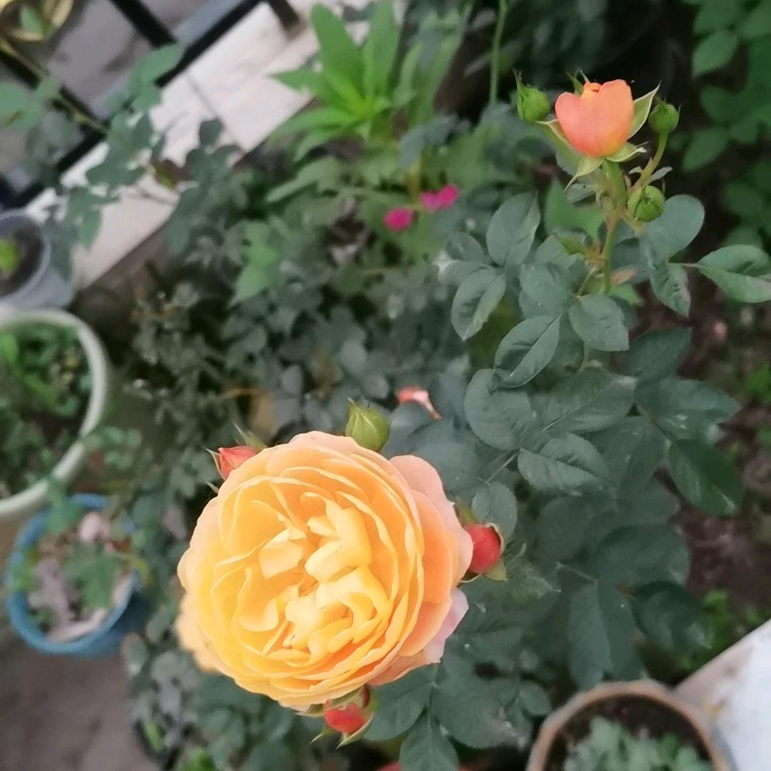 有哥