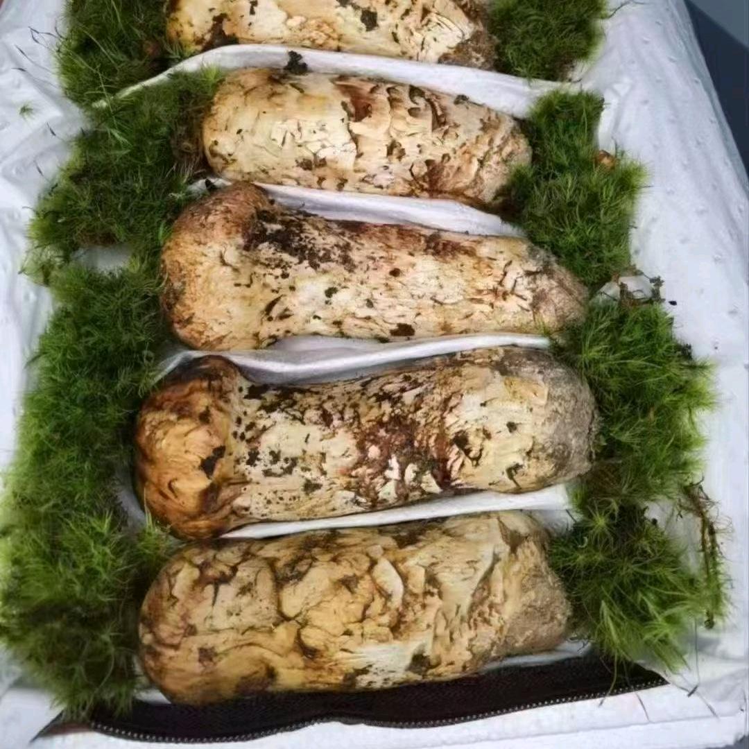 天麻、灵芝：爱皇嘉