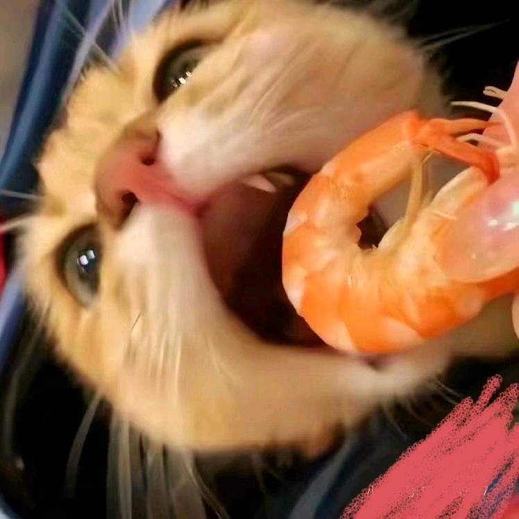 石头大魔王✔