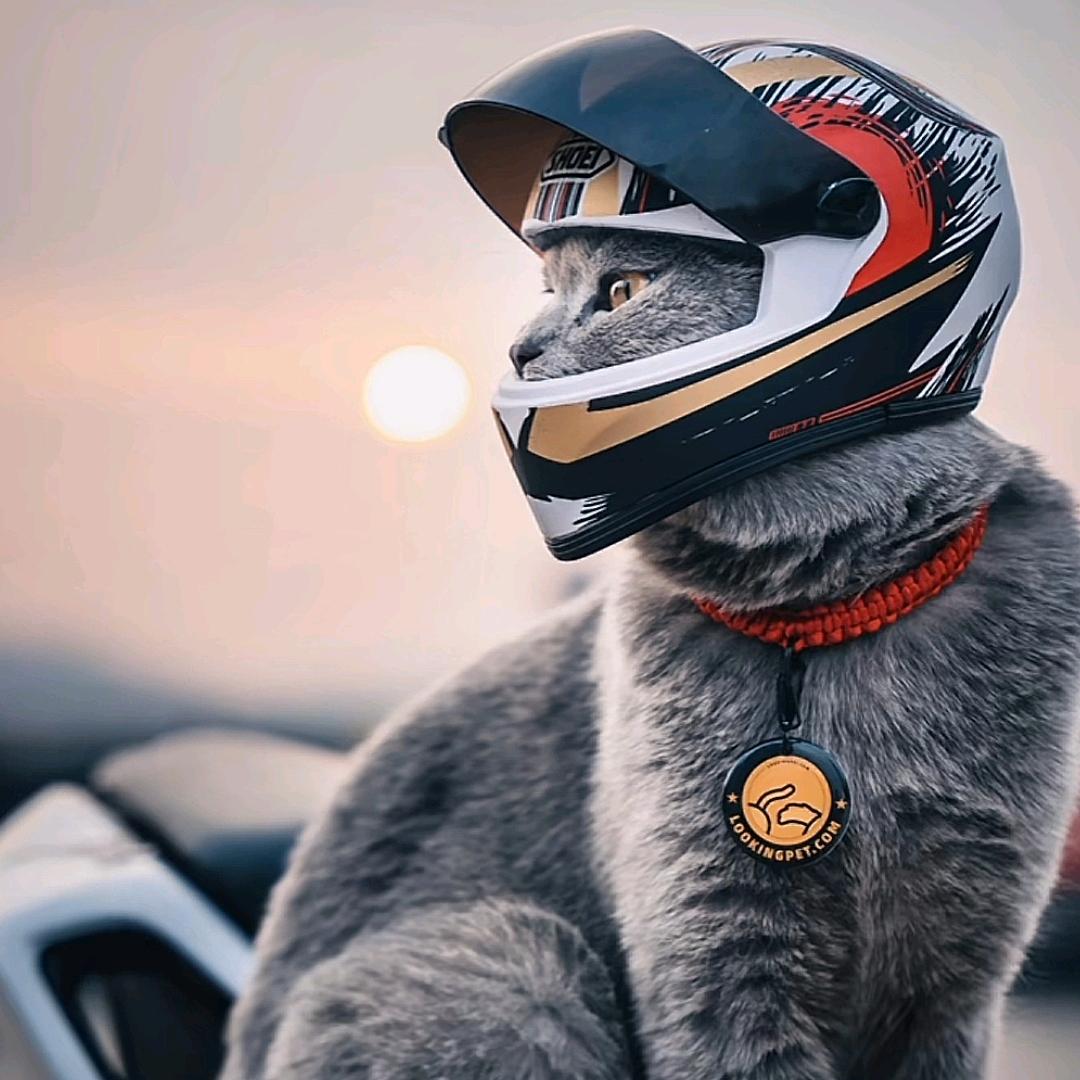 屠龙大刀ο▬▬▬▬▬▬▬◙▅▅▆▆▇▇◤