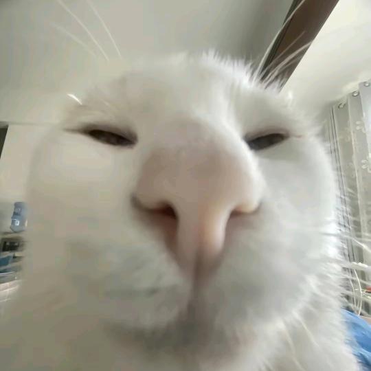 依羽