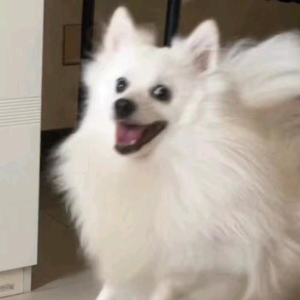 有只银狐叫大宝