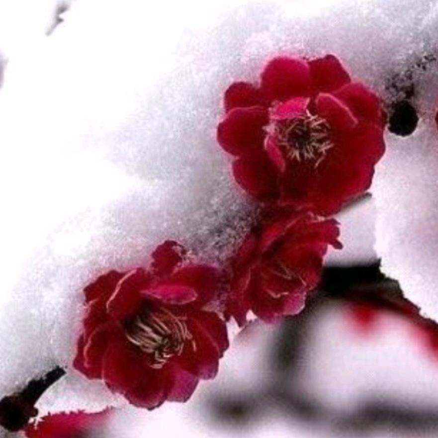 傲雪红梅