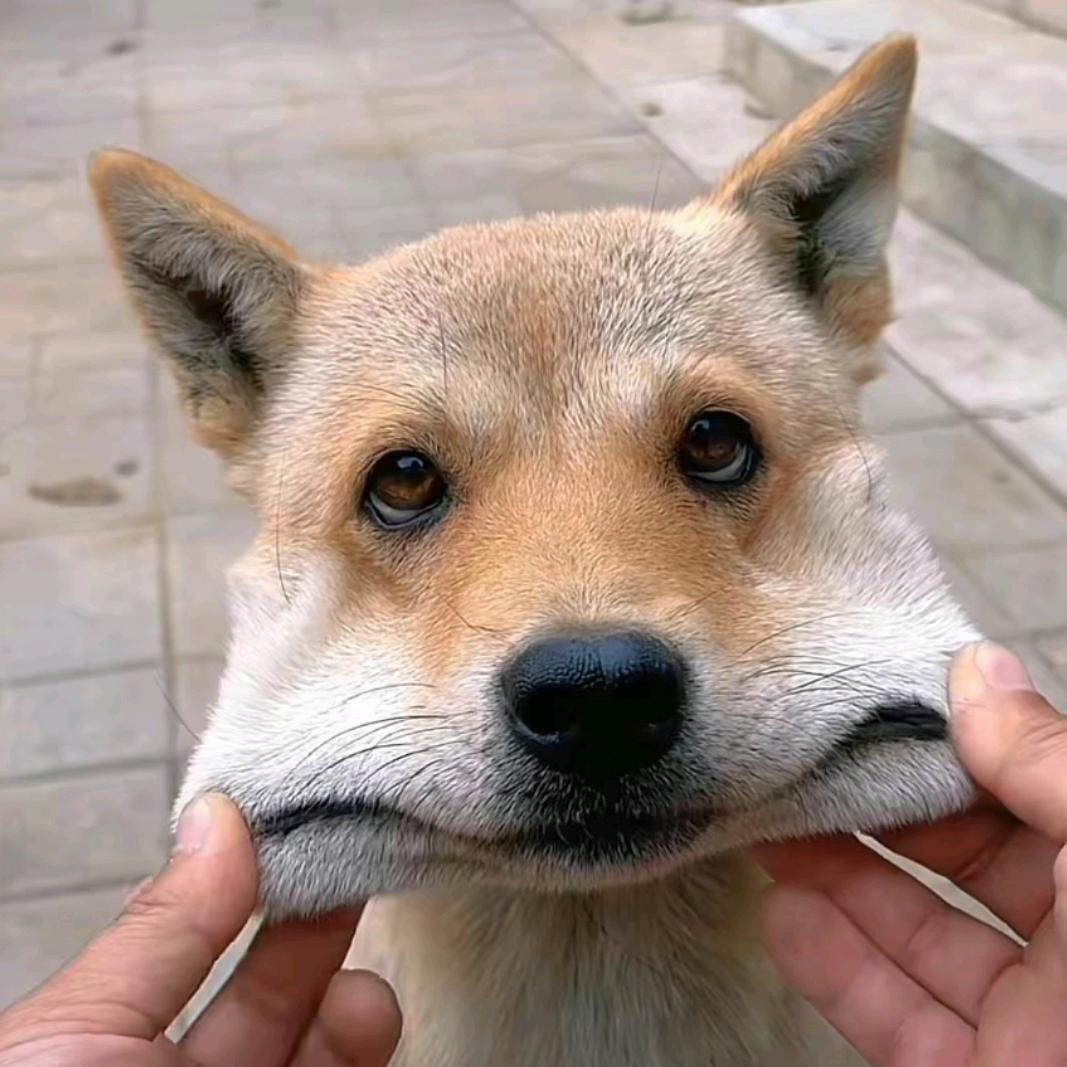 糯米猪比汤
