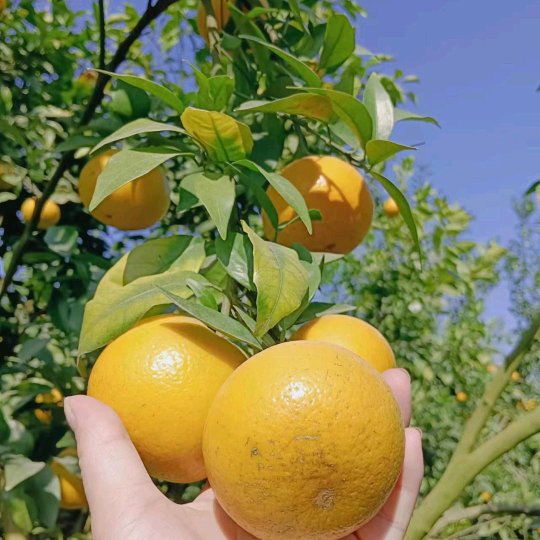 惠州市惠阳区良井镇华鑫农场官方号