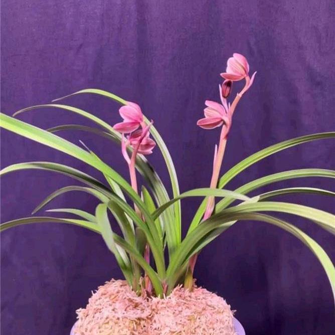 云南兰王～小赵