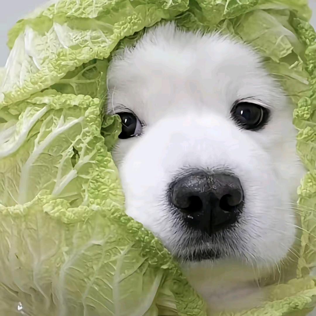 吴天航.