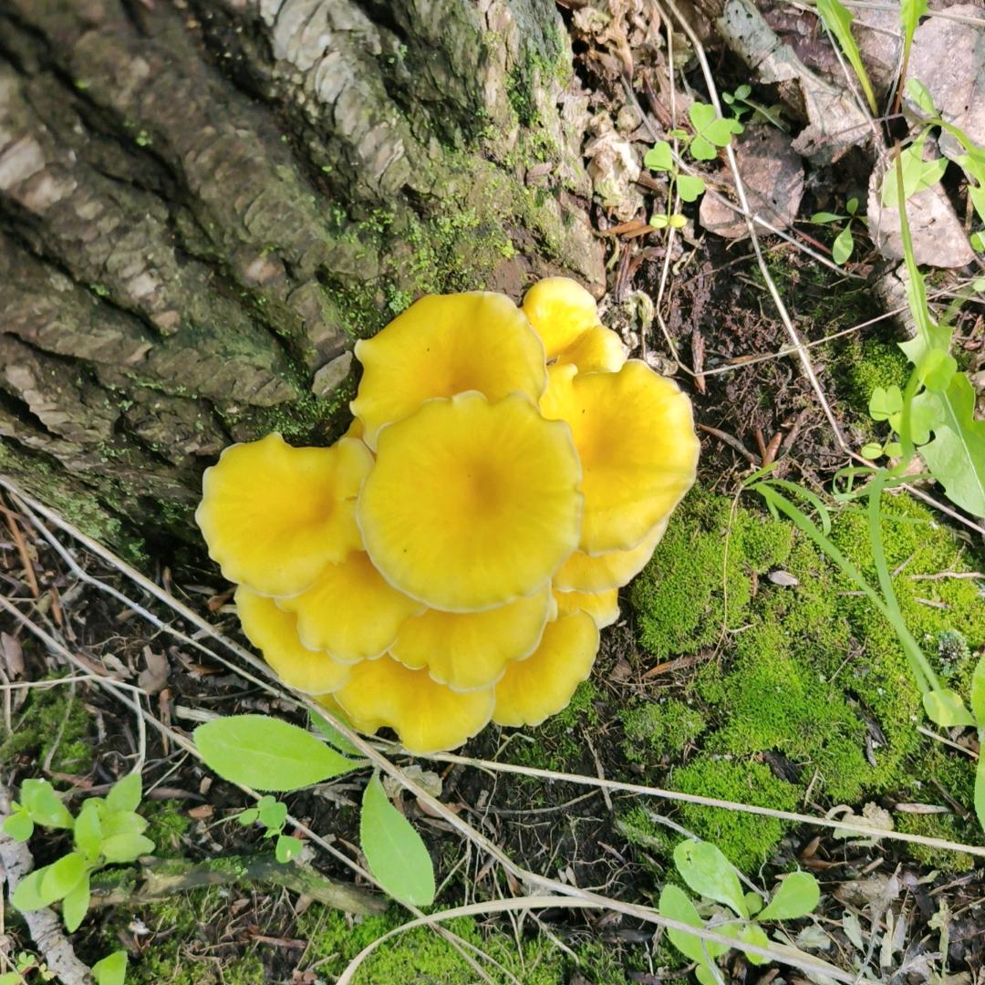 早起的鸟儿有虫吃