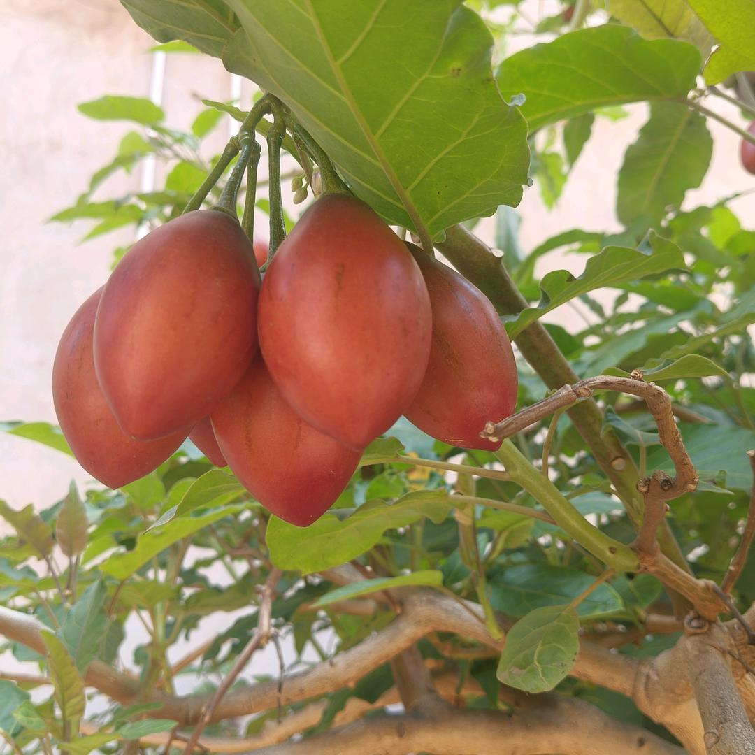 注定一🍂((🍁⥎🍁))🍂场梦😭