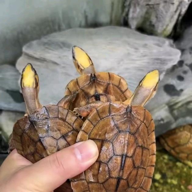 迷糊小龟