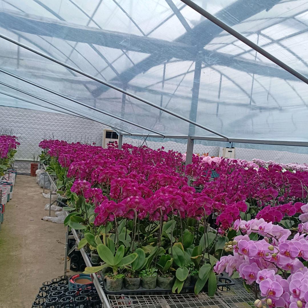 小花小草小树苗