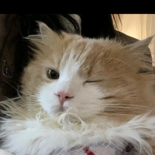 清欢♡