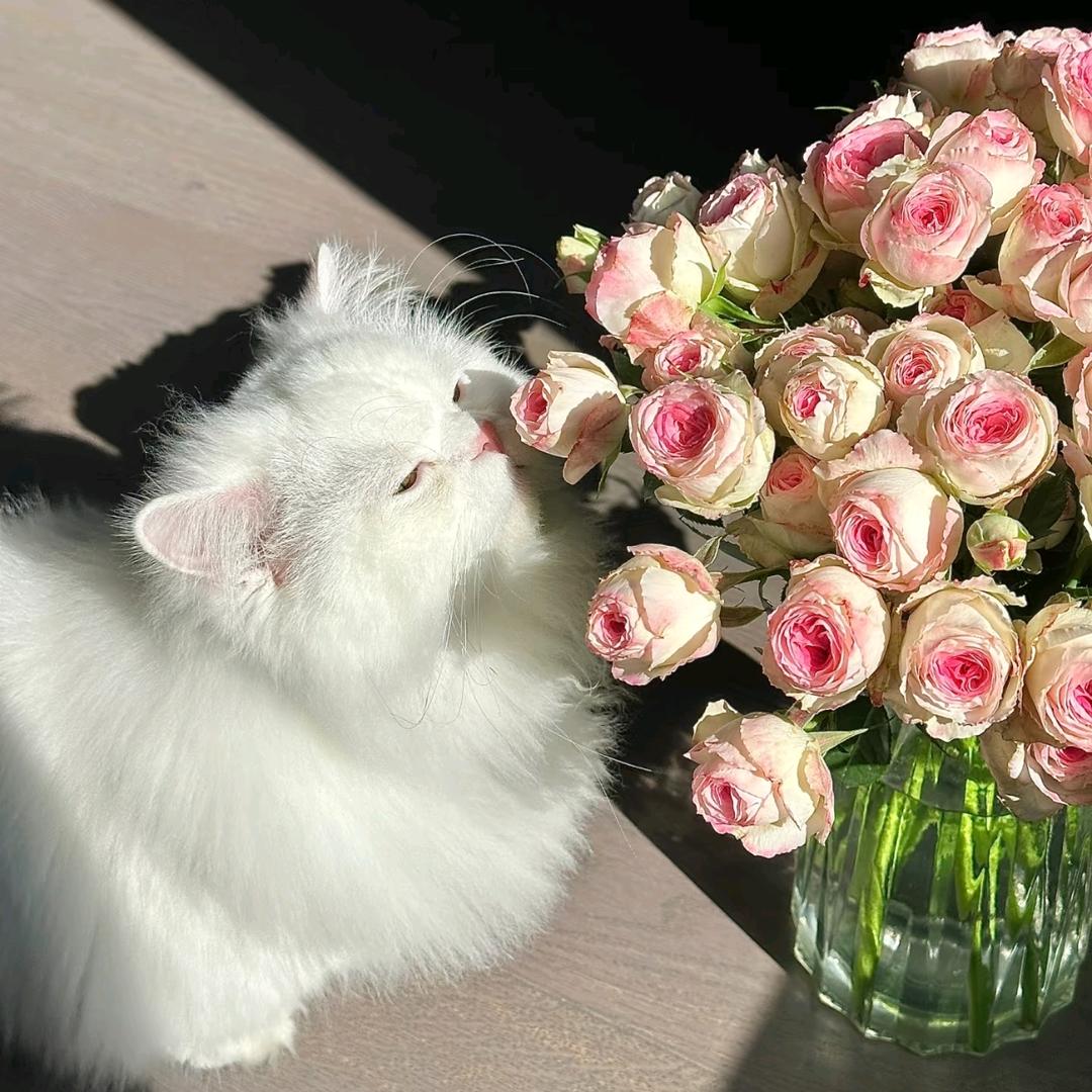 祺祺要岁岁平安😽（跪🙏六周年内场前排