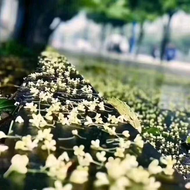 听说糖是甜的咖啡是苦的