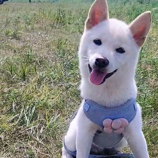 舔狗日记