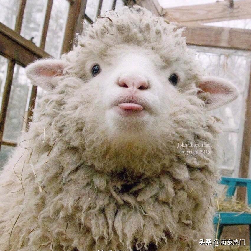 slow sheep.