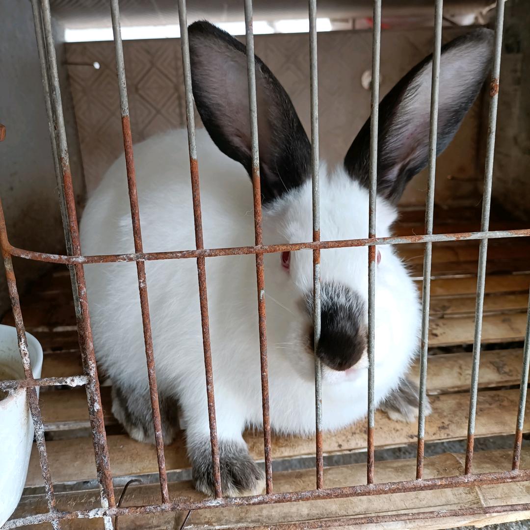 肉兔种兔养殖场