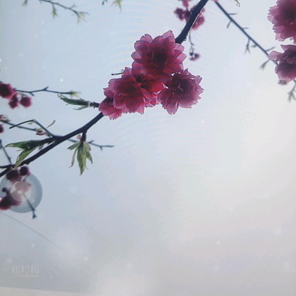星星向上