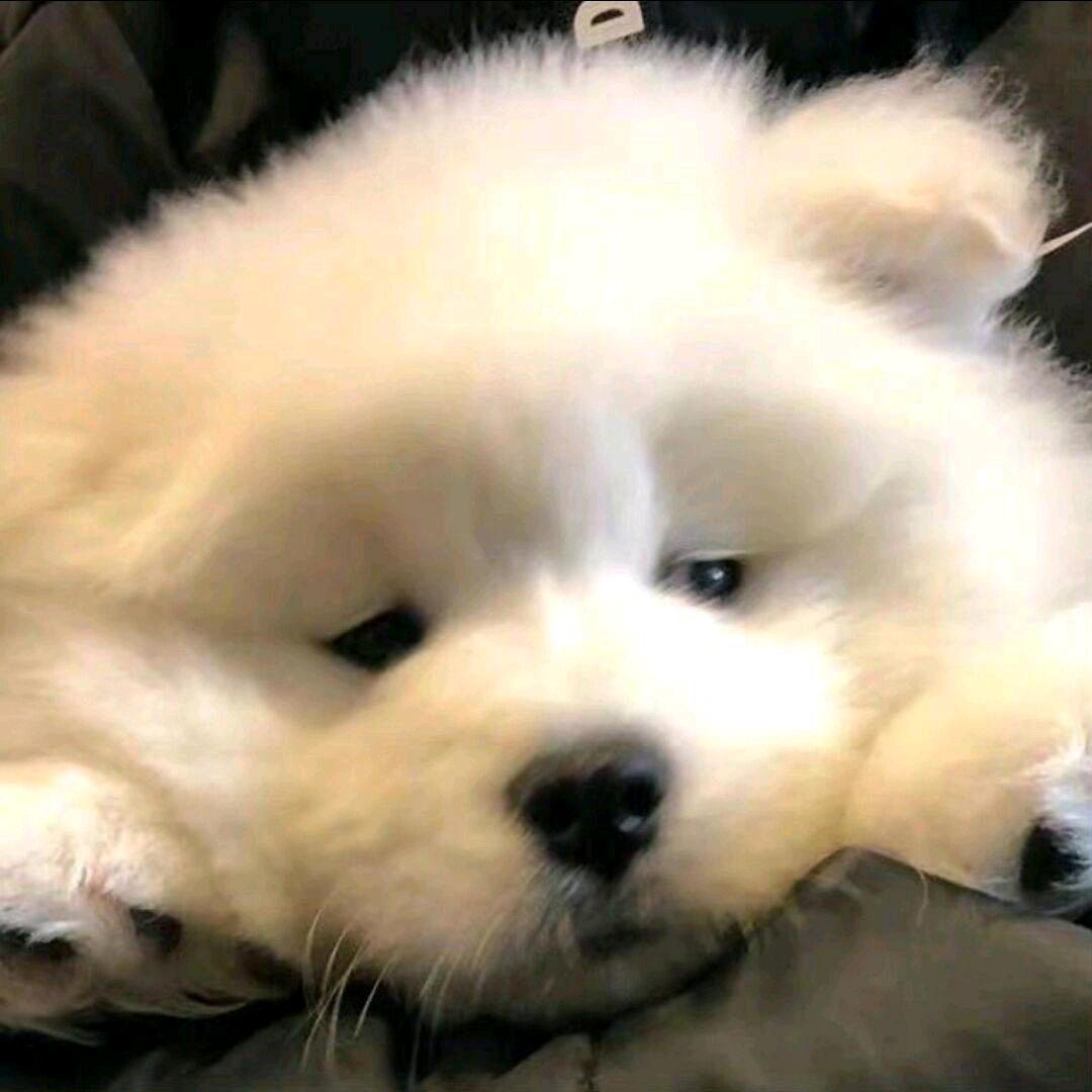 小气包