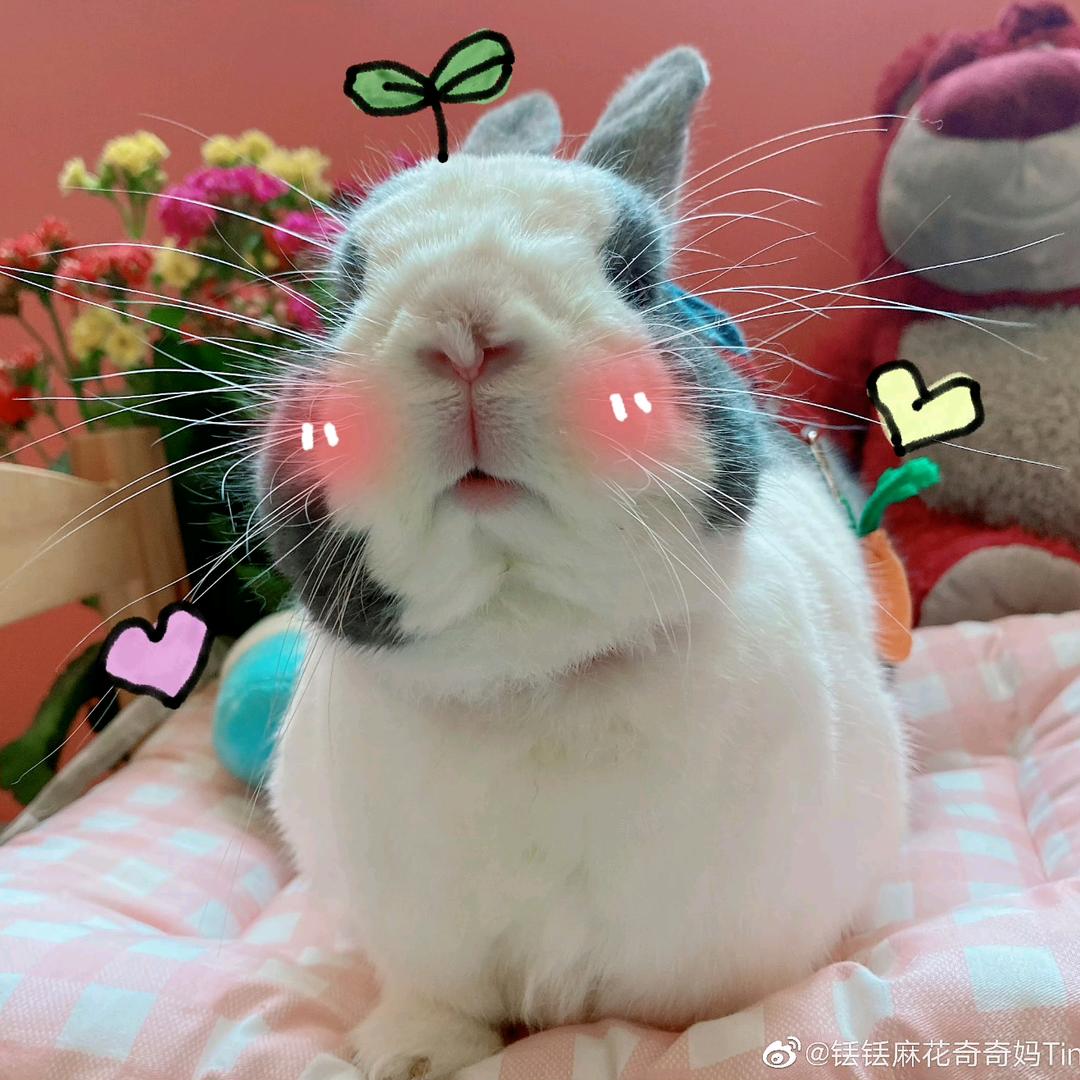 胖奇妈咪🐰