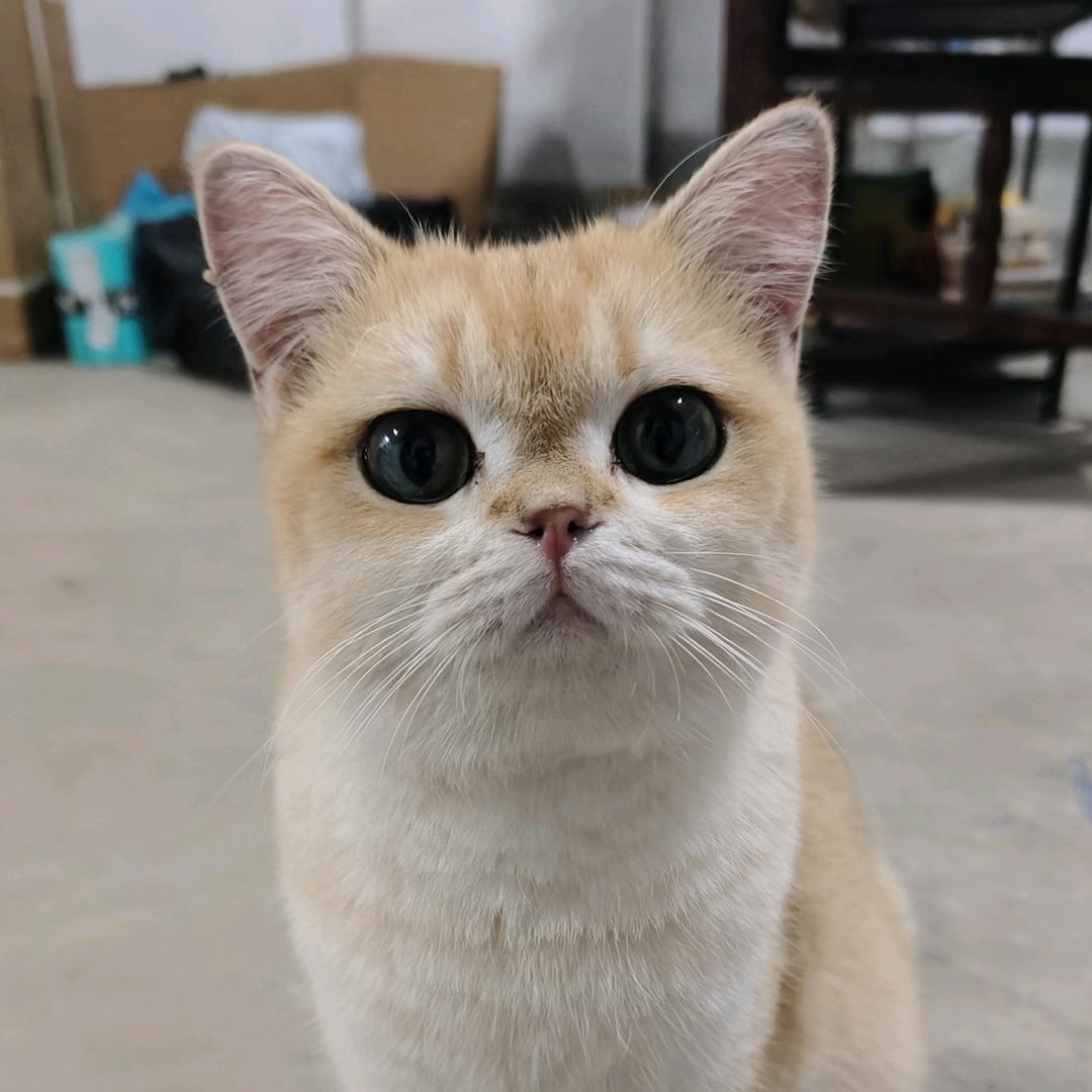 小圆饼干来两个