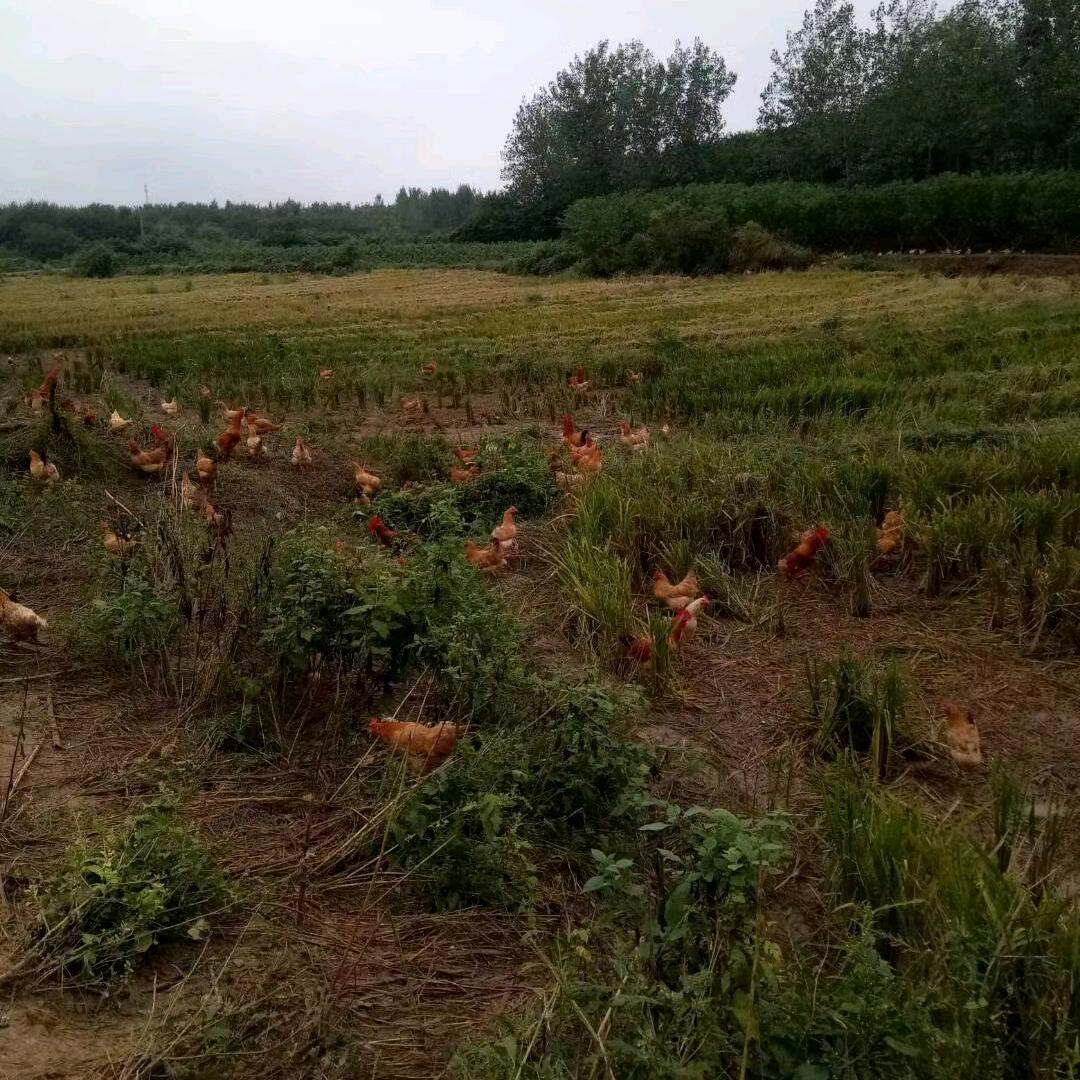 梦梦燕