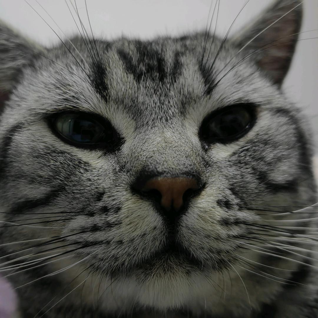 小阿燕