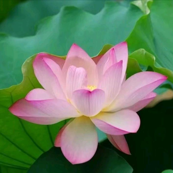 桃花依旧笑春风