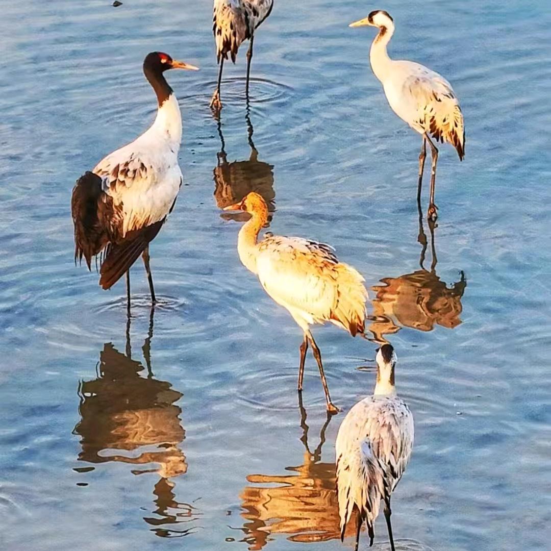 新蔡县木头劈材