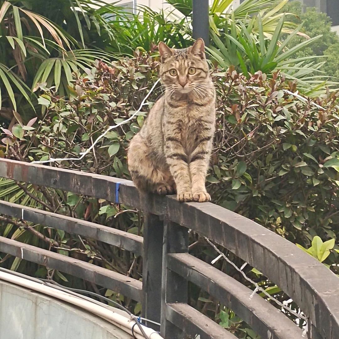家有两只猫