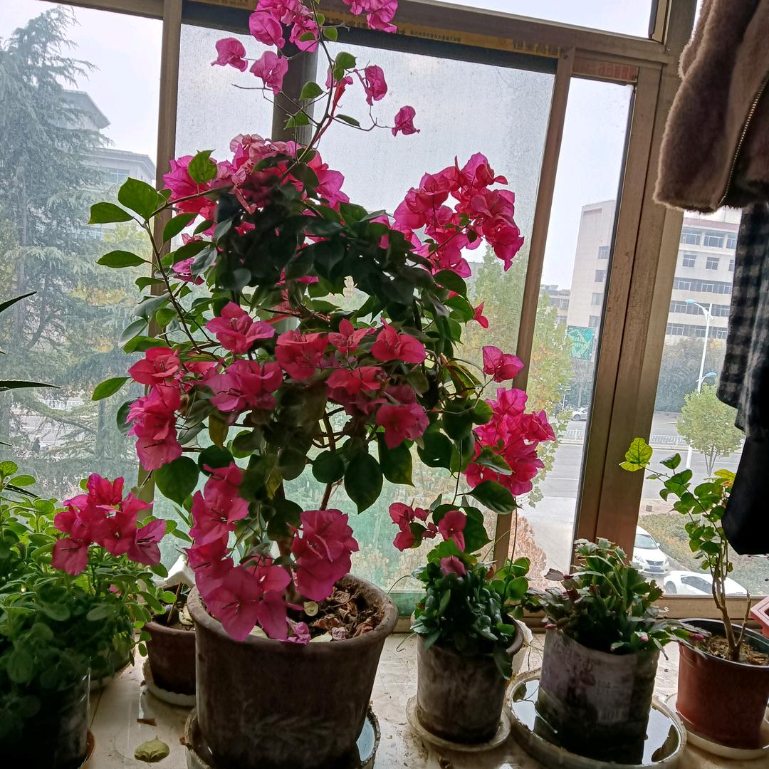 金梦圆