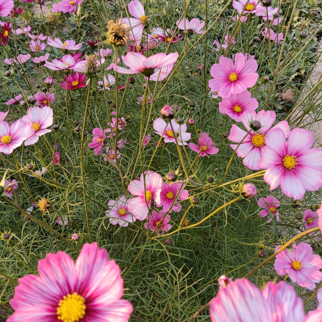 秀丽芬芳（拒绝连赞:)