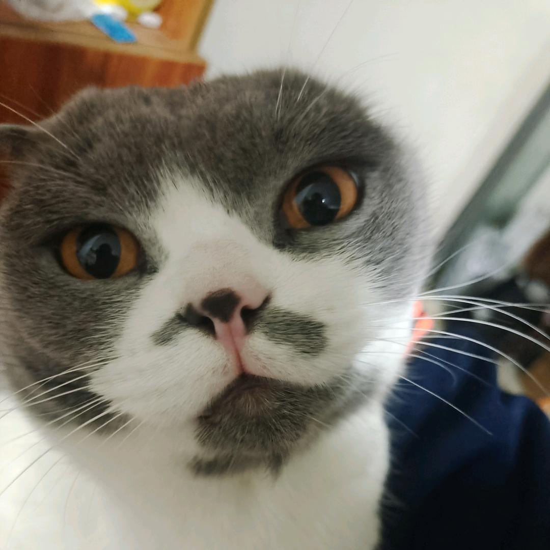 污霉子姜