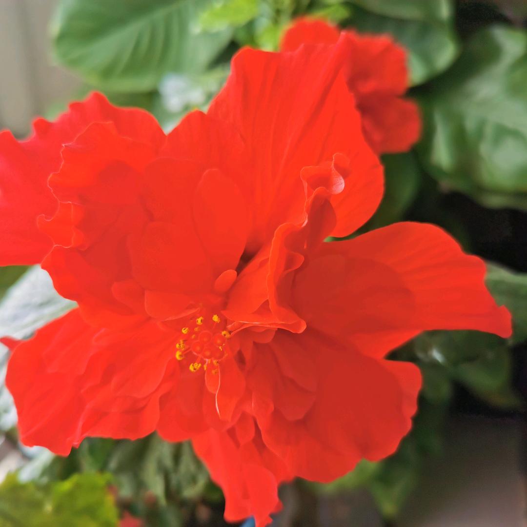 花前月下十里桃花