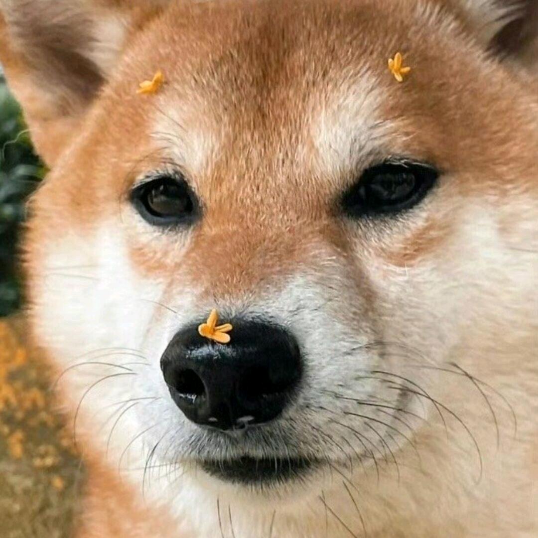 gino小姬