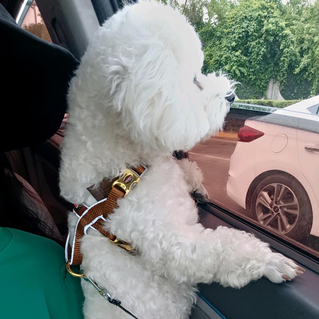 艾尚宠物尾货仓