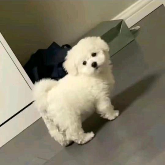李9999