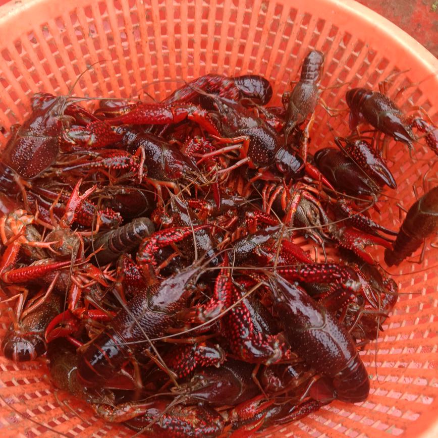 新湖小龙虾