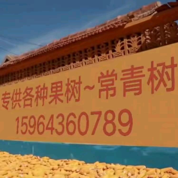 果树基地鲁P金子敬