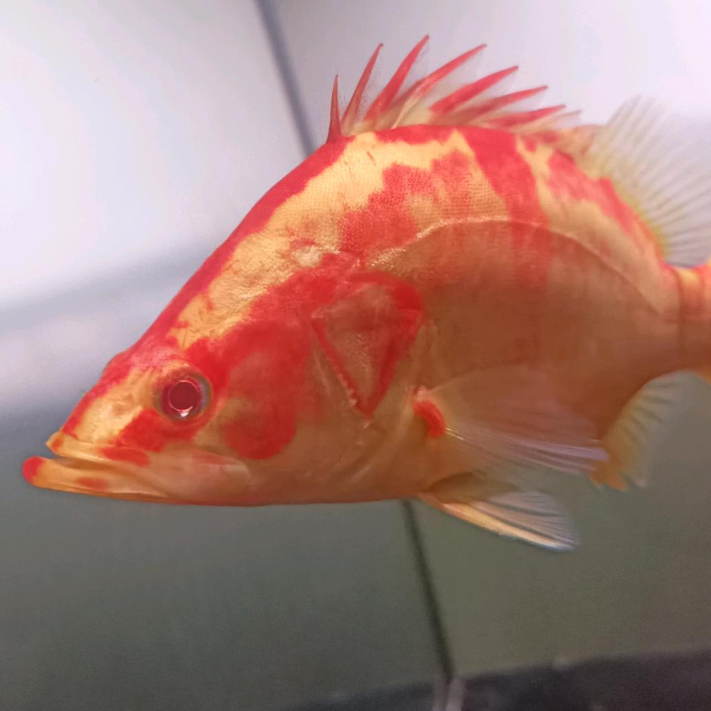 L一鹏