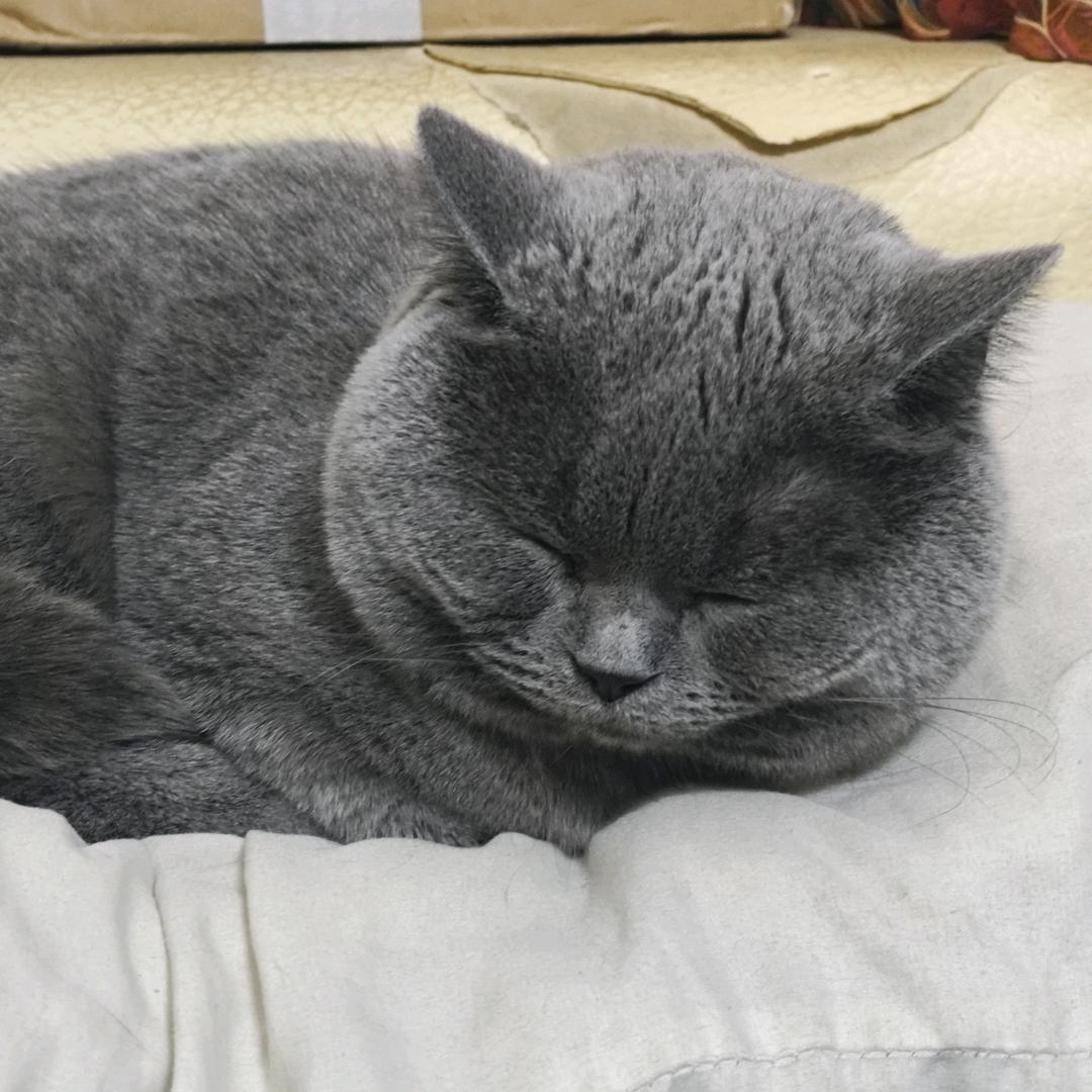 猫咪果冻