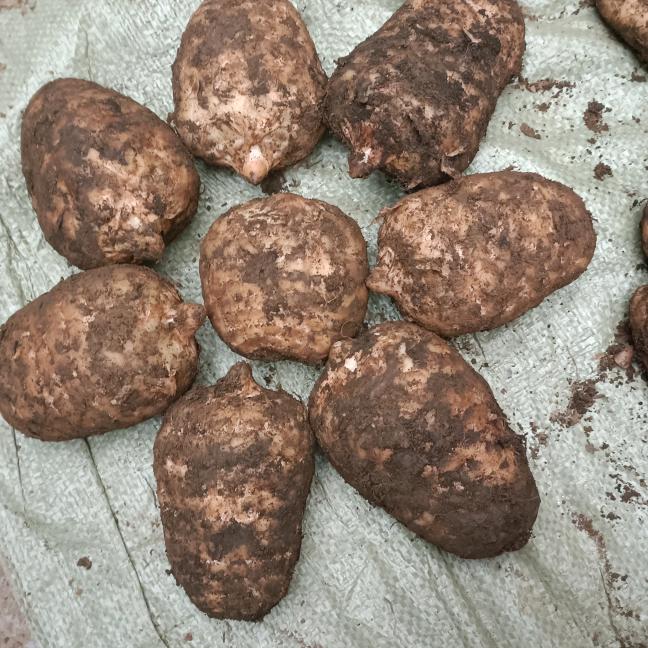 小举种植基地天麻好货店