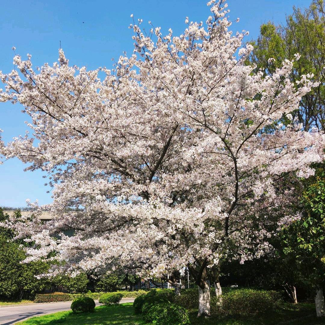 云遮月隐
