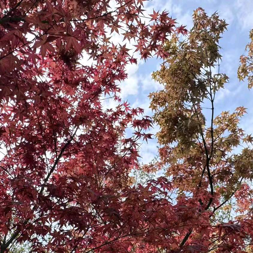 💞ૡ 善待[_。_自己꧔ꦿ࿐ ོ