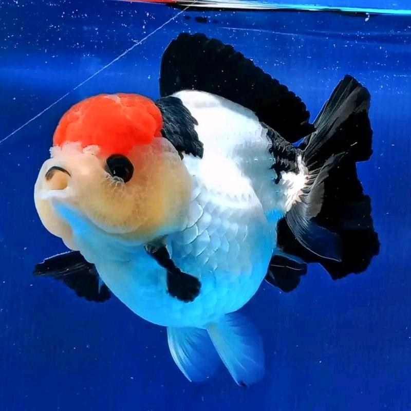 赵杜魏水族馆