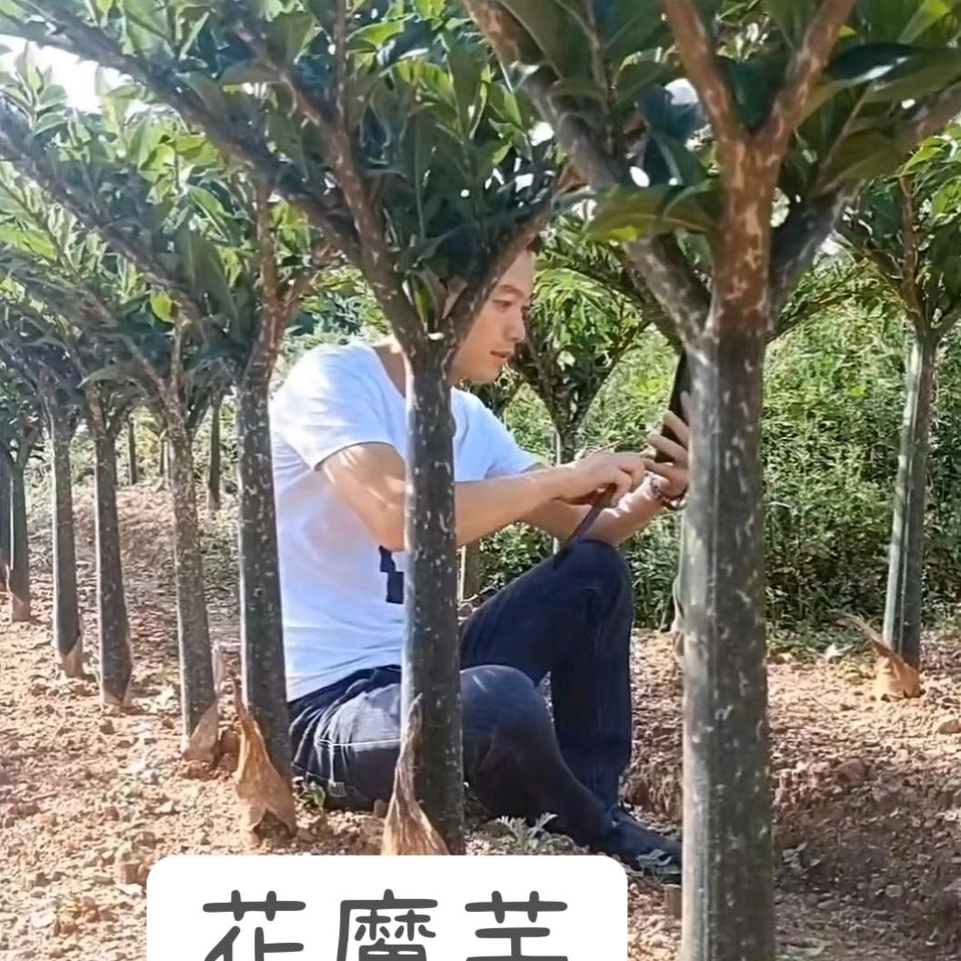 贵州魔芋哥（小号）