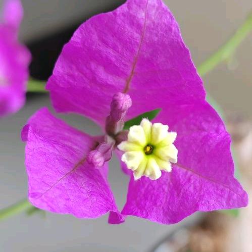 锦强三角梅(小叶紫桩)