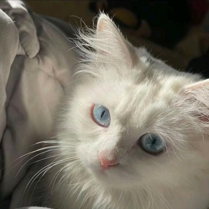 晚安.