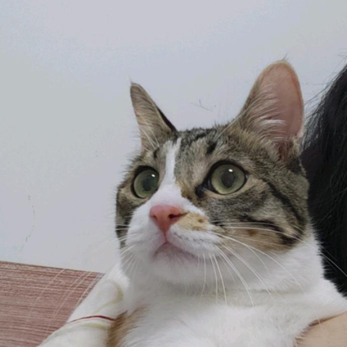 万物可爱 适当开心