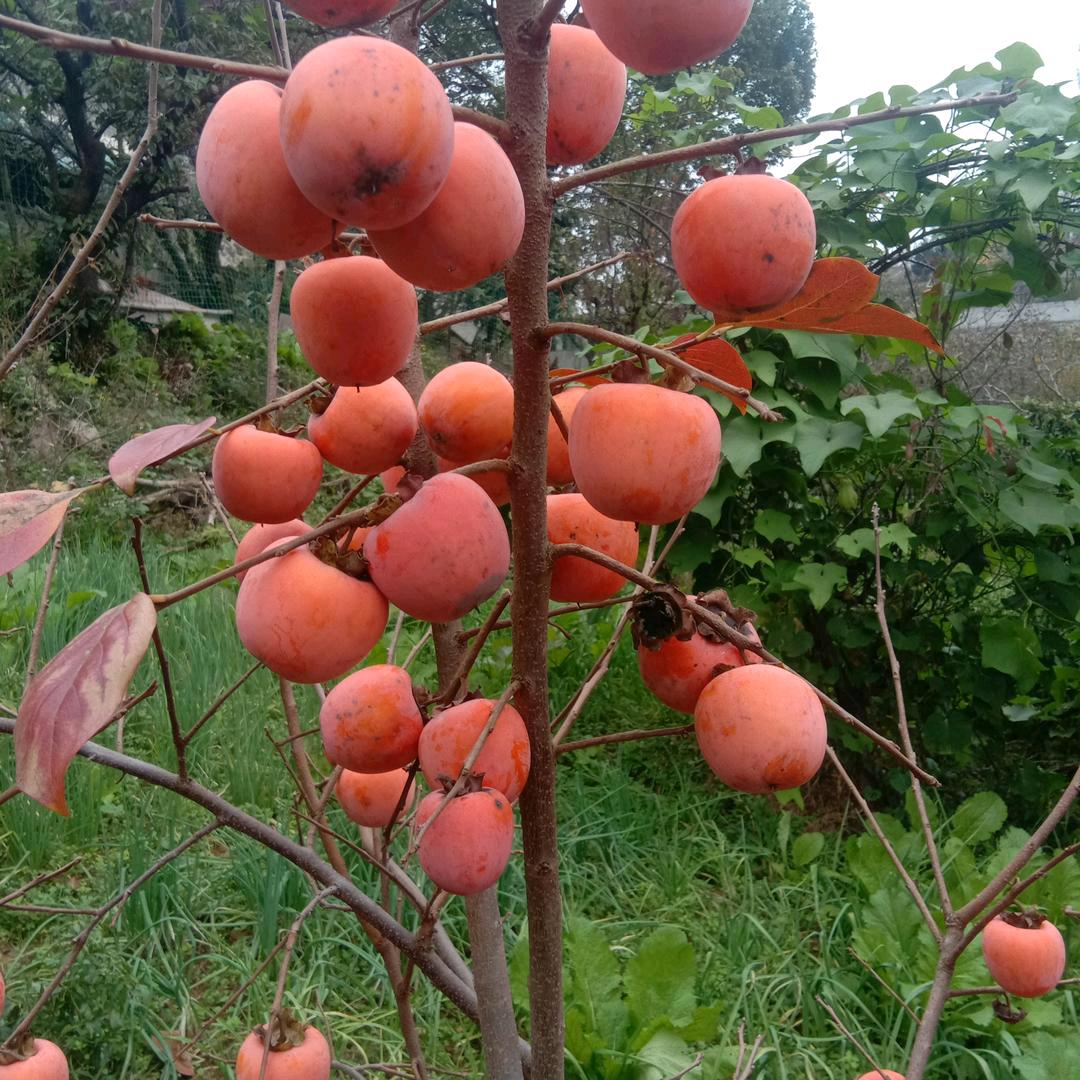 龐哥